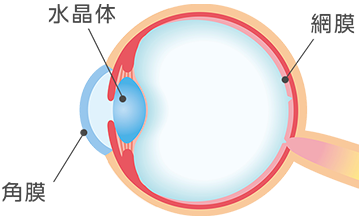 目の構造